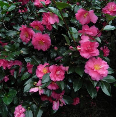 Camellia Shishi-Gashira