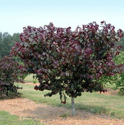 Cercis canadensis Merlot