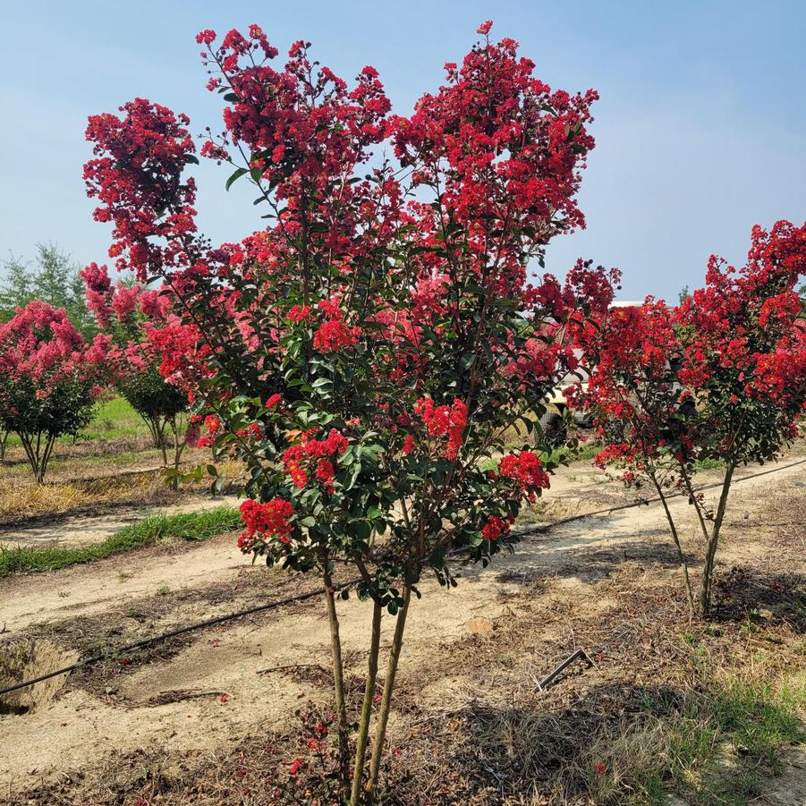 Lagerstroemia indica 'Red Rocket®' - Crape Myrtle from Jericho Farms