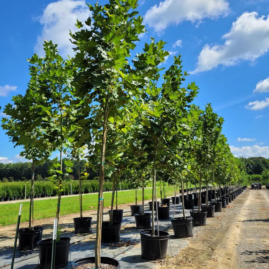 Platanus x acerifolia 'Exclamation!™' - London Planetree from Jericho Farms