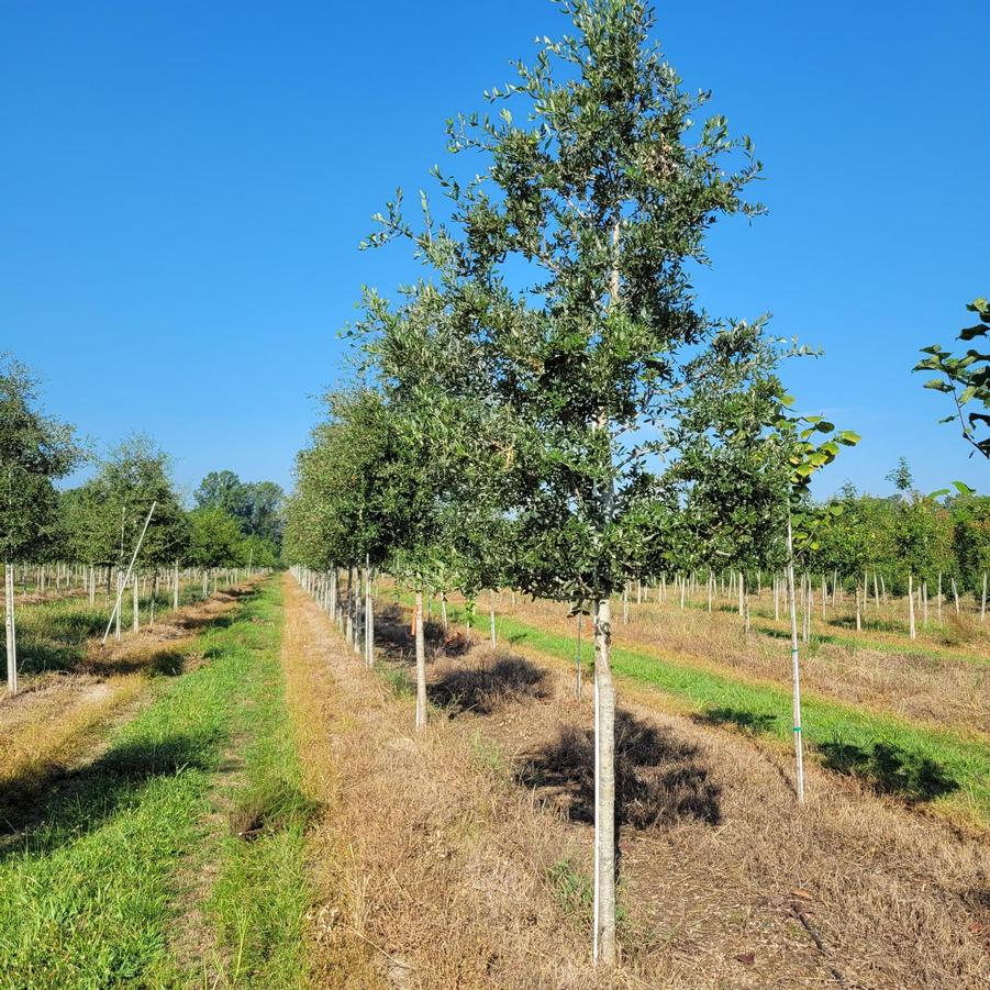 Quercus virginiana - Live Oak from Jericho Farms