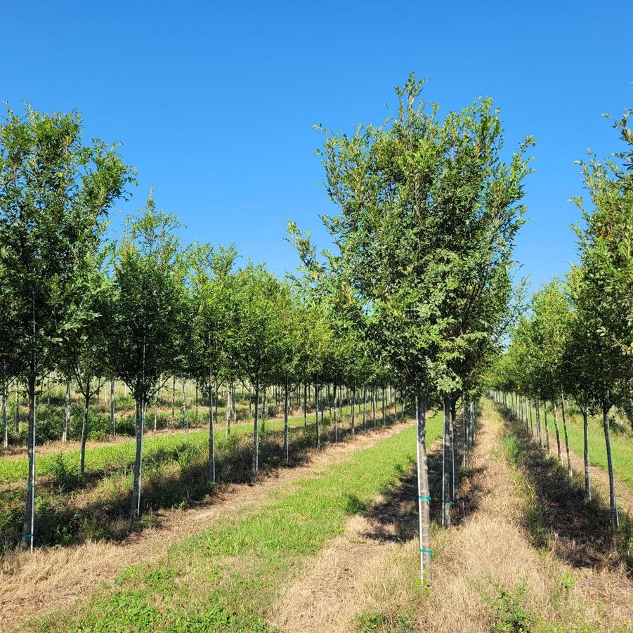 Ulmus parvifolia 'Bosque®' - Chinese Elm from Jericho Farms