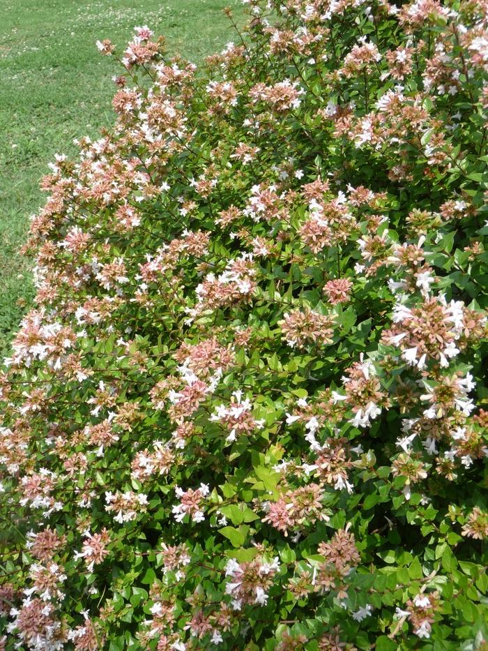 Abelia x chinensis Rose Creek