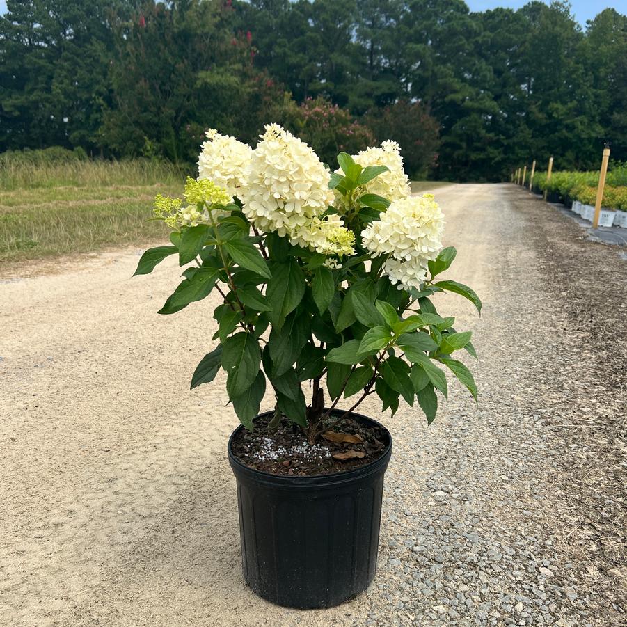 Hydrangea paniculata 'Sweet Starlight™' - Hydrangea from Jericho Farms
