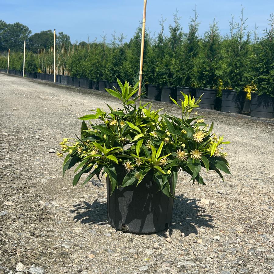 Illicium 'Orion™' - Star Flower from Jericho Farms