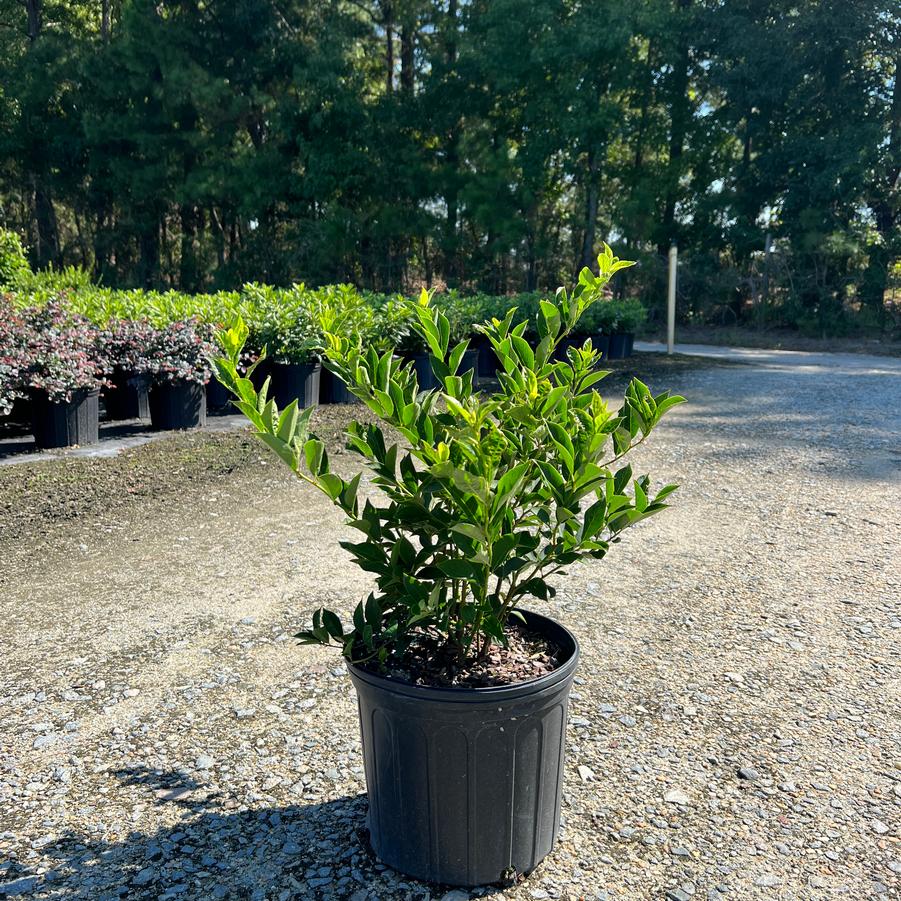 Itea virginica 'Little Henry®' - Sweetspire from Jericho Farms