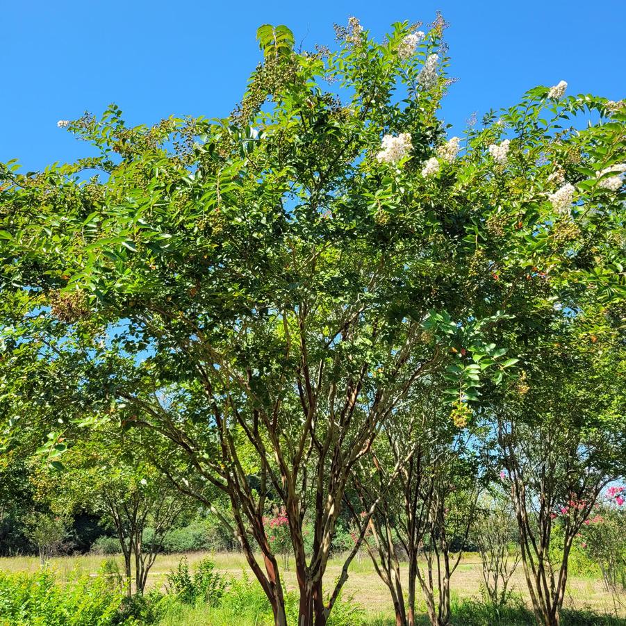 Lagerstroemia indica x fauriei 'Natchez' - Crapemyrtle from Jericho Farms