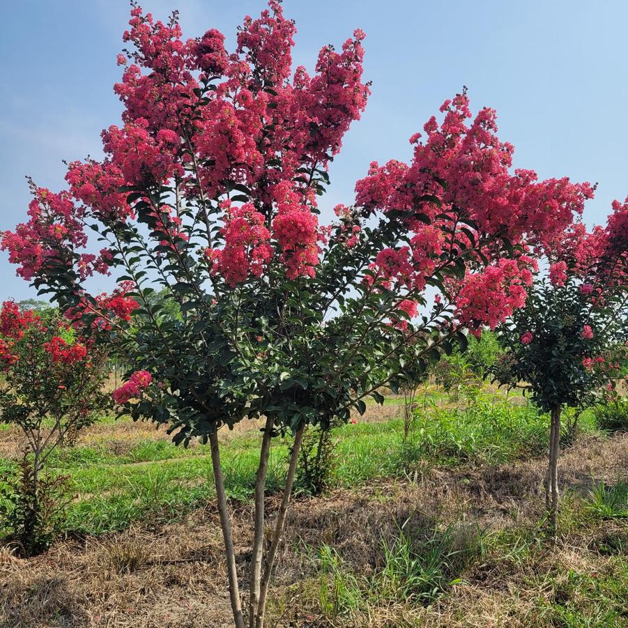 Lagerstroemia indica x fauriei 'Tuscarora' - Crapemyrtle from Jericho Farms