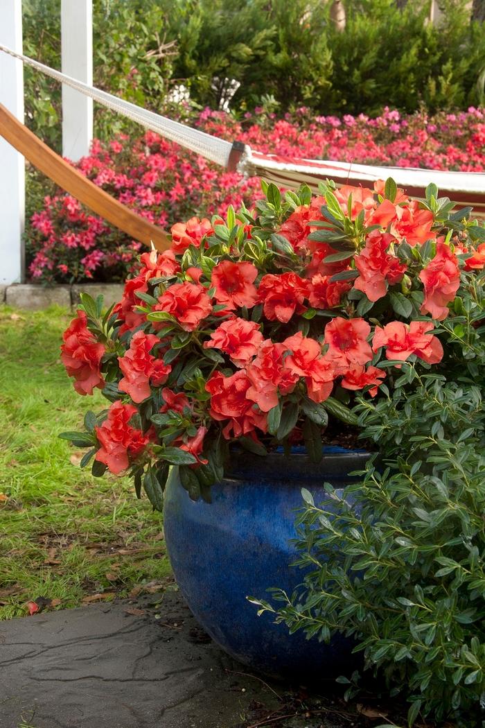 Azalea Elsie Lee