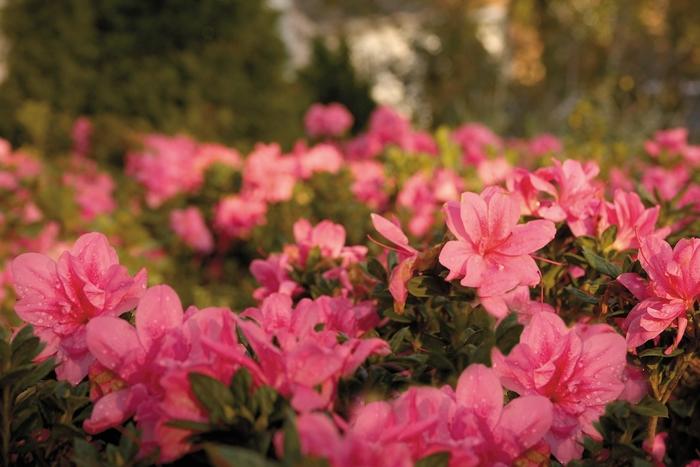Rhododendron Encore® Autumn Empress™