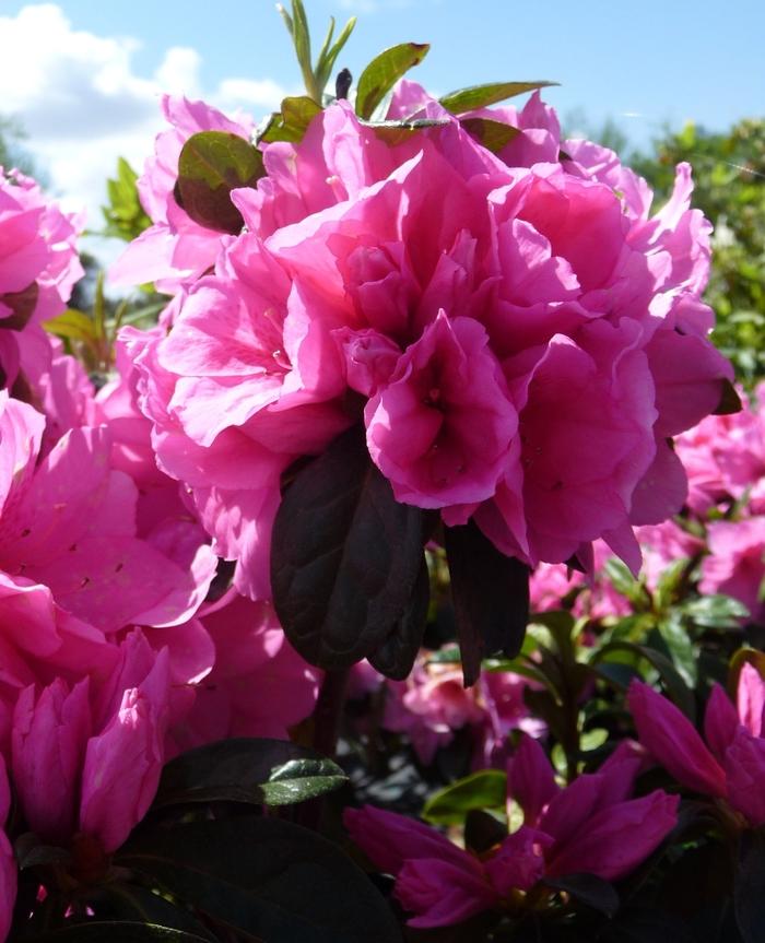 Rhododendron Rutherford hybrid Pink Ruffle