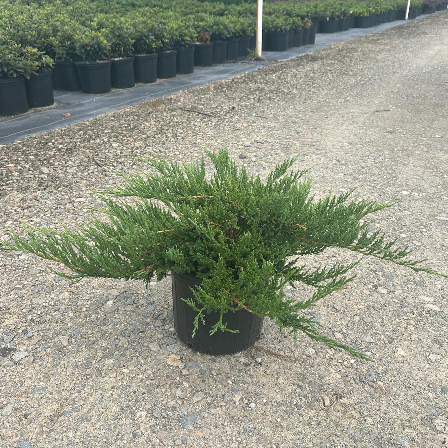 Juniperus horizontalis 'Andorra' - from Jericho Farms