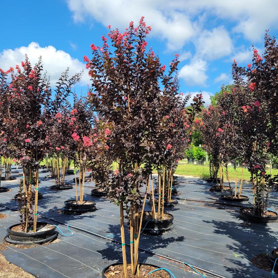 Lagerstroemia Thunderstruck™ 'Coral Boom™' - Crapemyrtle from Jericho Farms