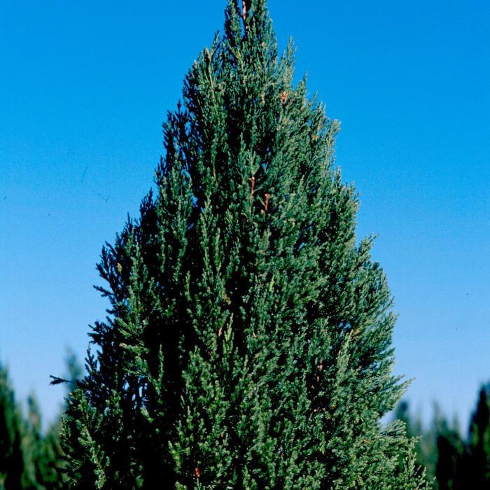 Juniperus chinensis Blue Point
