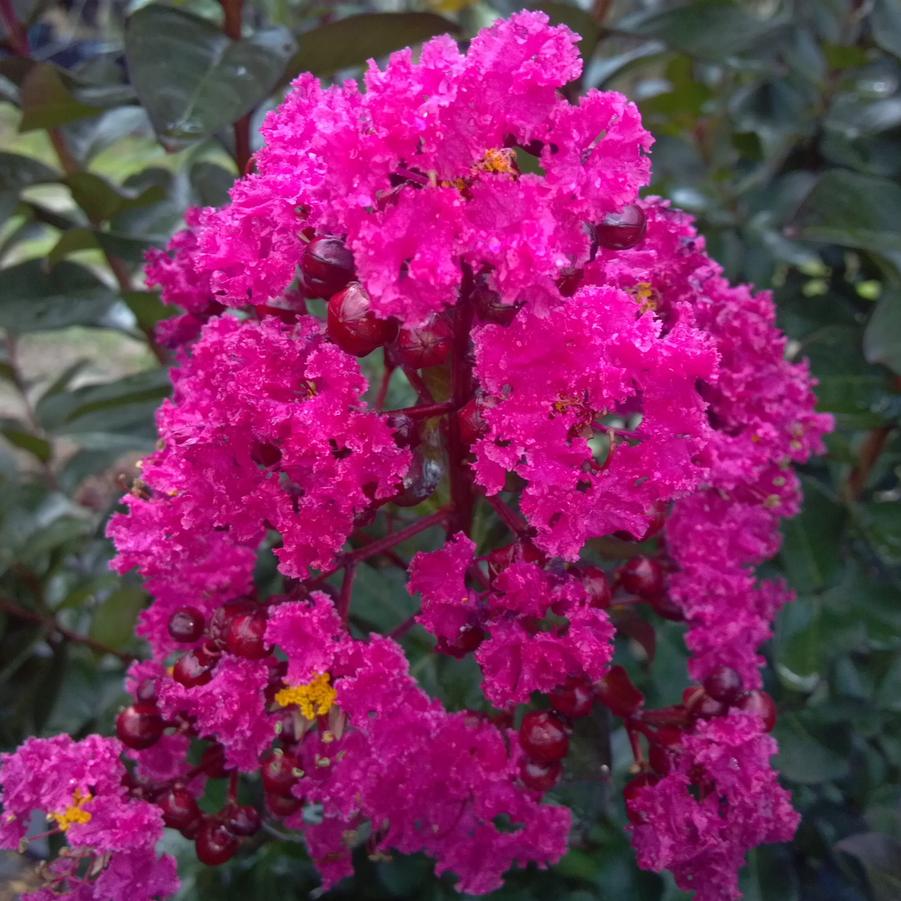 Lagerstroemia indica 'Pink Velour®' - Crape Myrtle from Jericho Farms