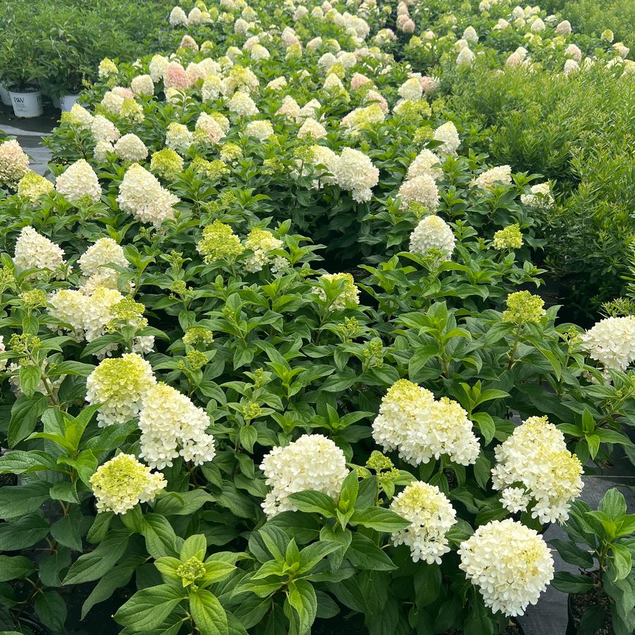 Hydrangea paniculata 'Sweet Starlight™' - Hydrangea from Jericho Farms
