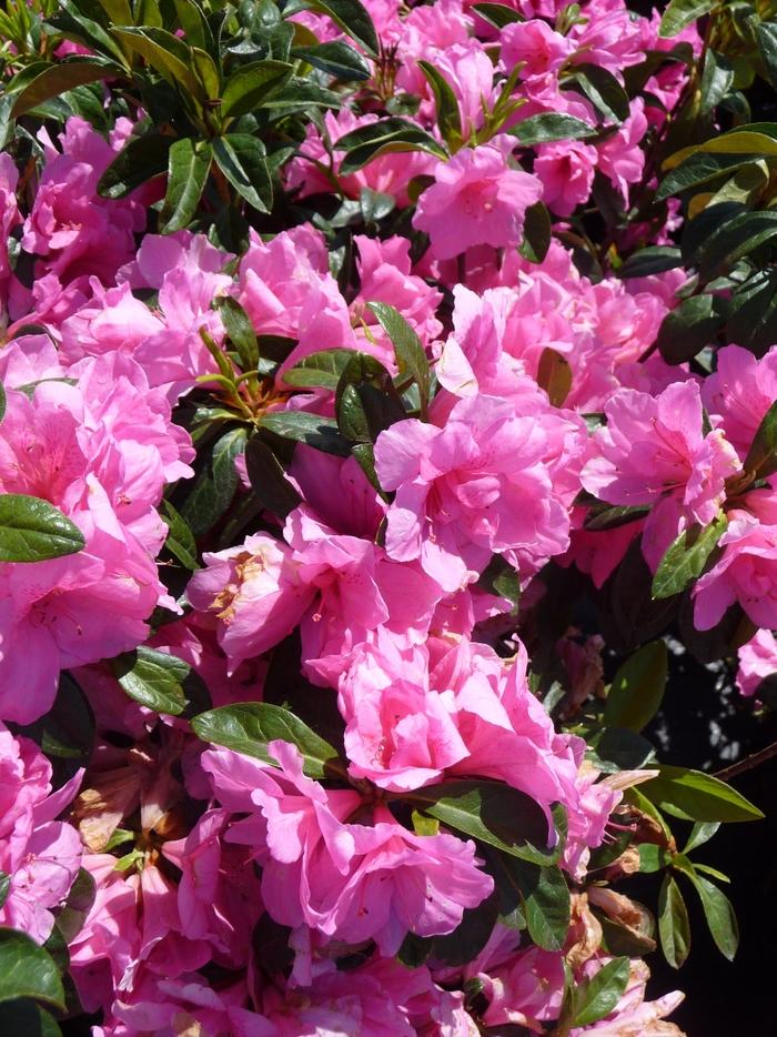 Rhododendron Rutherford hybrid Pink Ruffle
