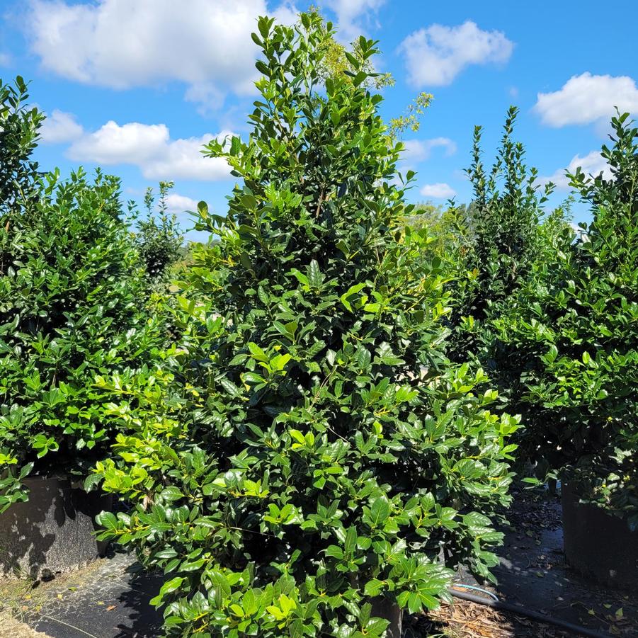 Ilex 'Robin™' - Red Holly from Jericho Farms