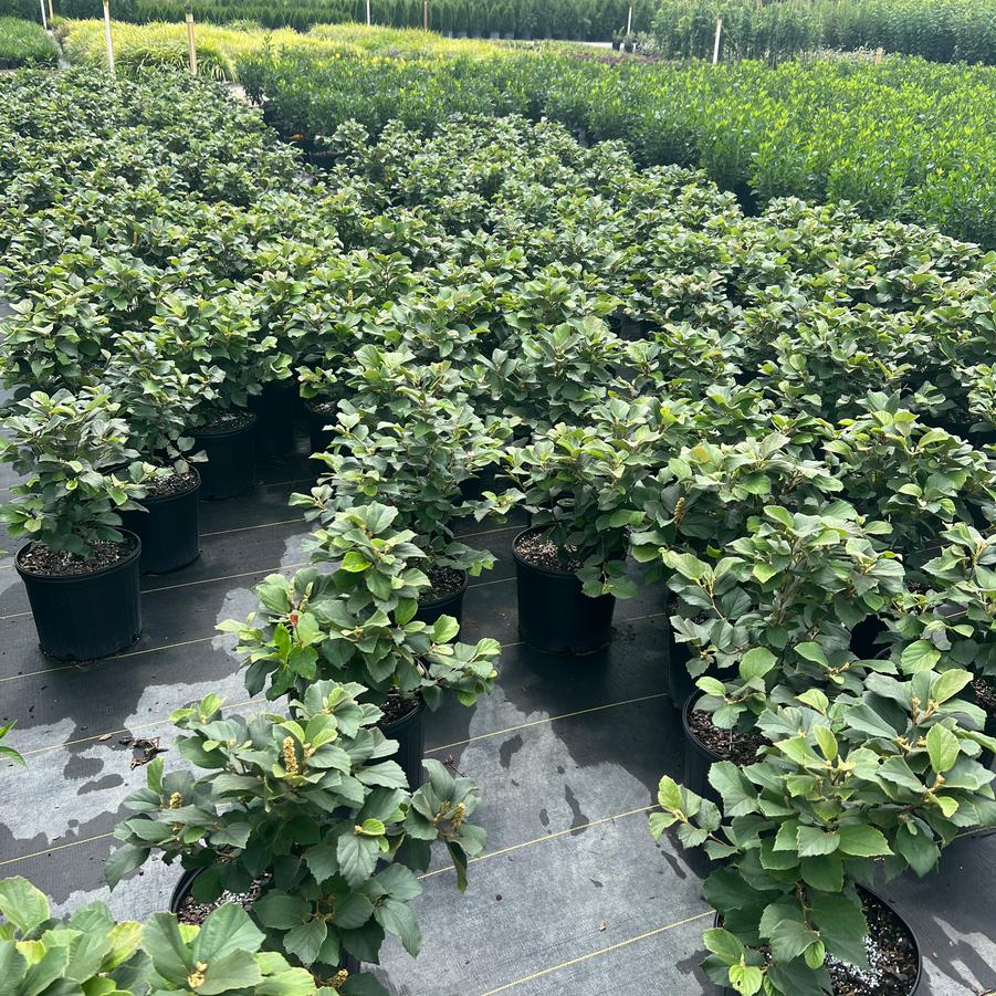 Fothergilla major 'Mount Airy' - Mount Airy Fothergilla from Jericho Farms