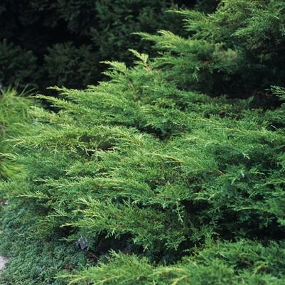 Gleditsia triacanthos 'var. inermis'