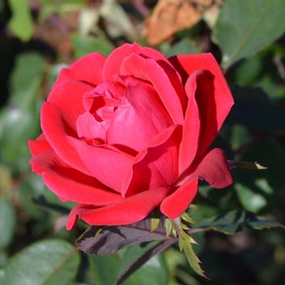 Rosa Knock Out® Red Double
