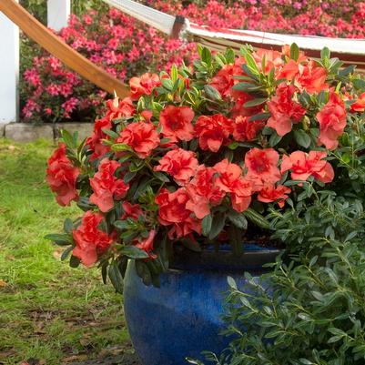 Rhododendron 'Elsie Lee'