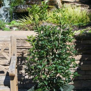 Viburnum tinus 'Compactum'