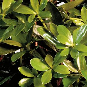 Myrica cerifera 'Don's Dwarf'