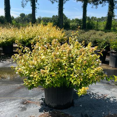Abelia grandiflora 'Edward Goucher'