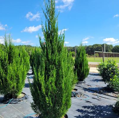 Juniperus chinensis 'Sea Green'