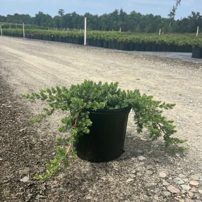 Juniperus chinensis 'Spartan'