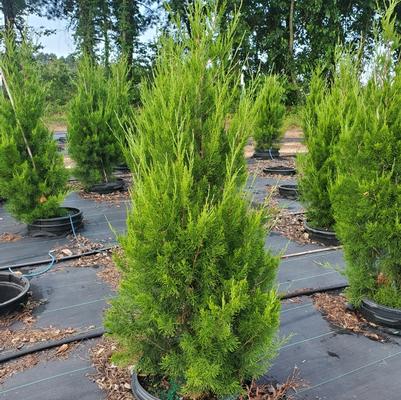 Ligustrum japonicum 'Recurvifolia'