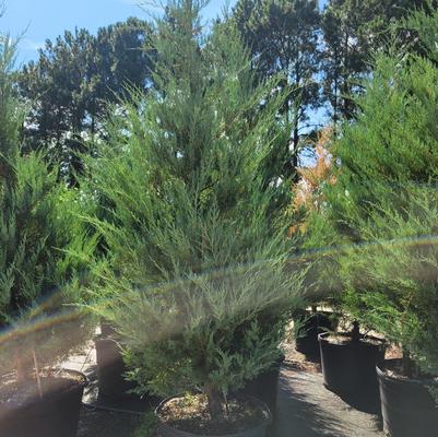 Ligustrum japonicum