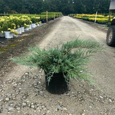 Ligustrum sinense 'Variegatum'
