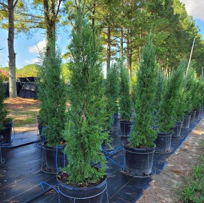 Ligustrum sinense 'Swift Creek'