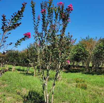 Loropetalum chinensis 'Zhuzhou Fuchsia'