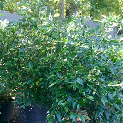 Osmanthus fragrans