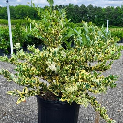 Pittosporum tobira 'Variegata'
