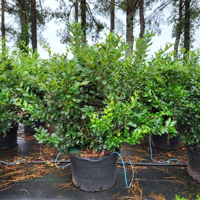 Pittosporum tobira 'Wheelers Dwarf'