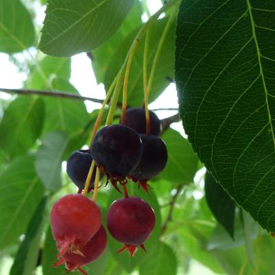Aucuba japonica 'Nana'