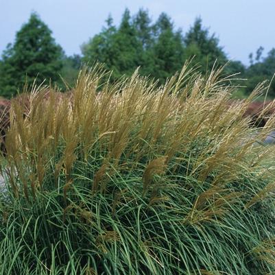 Spiraea bumalda 'Goldflame'
