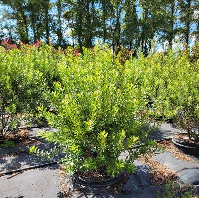 Viburnum bracteatum 'Emerald Luster'