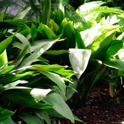 Aucuba japonica 'Variegata'