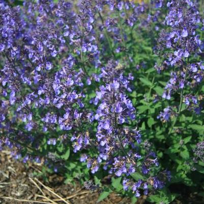 Lirope muscari 'Big Blue'