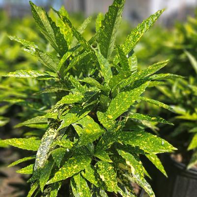 Aucuba japonica 'Picturata'