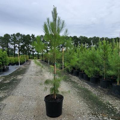 Miscanthus sinensis ''Little Kitten''