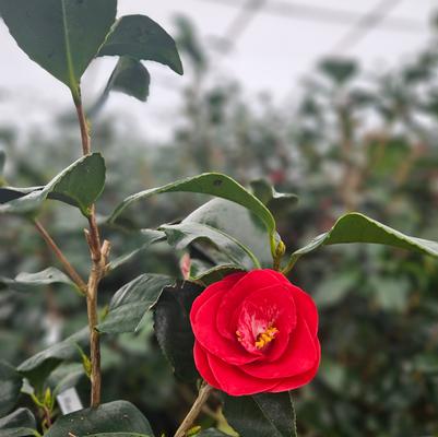 Rhododendron  'Fashion'