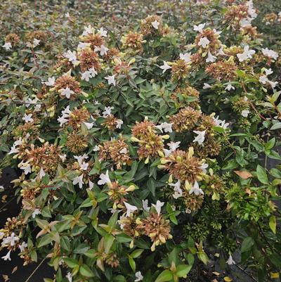 Abelia grandiflora 'Francis Mason'