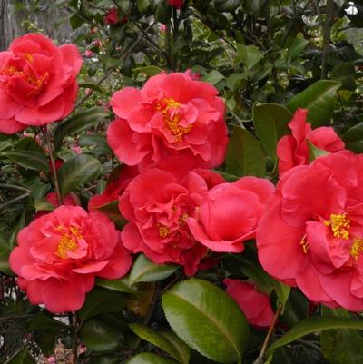 Rhododendron  'Red Formosa'