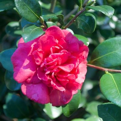 Rhododendron  'Autumn Chiffon'